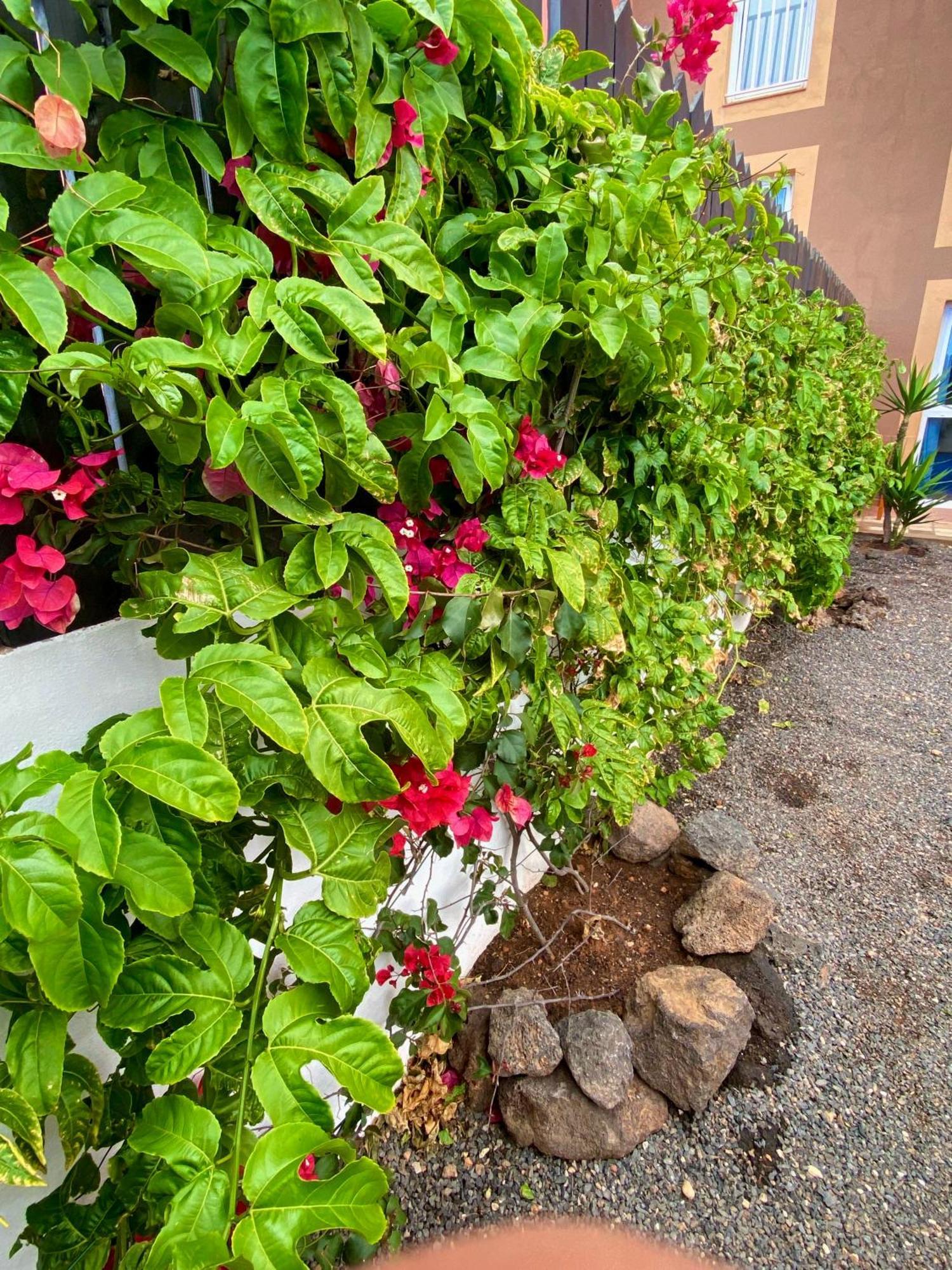 شقة Blue Wave House Corralejo لا أوليفا المظهر الخارجي الصورة